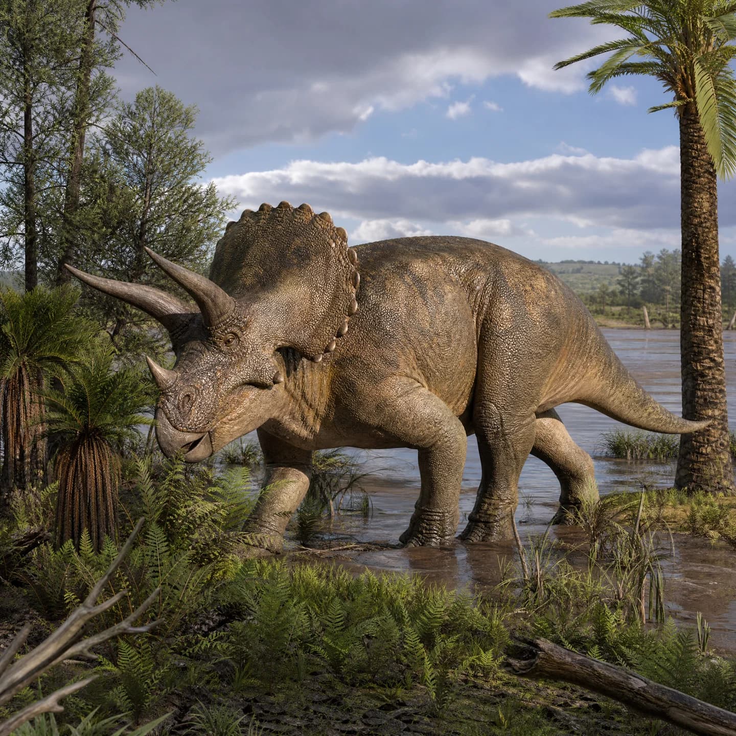 Triceratops 5