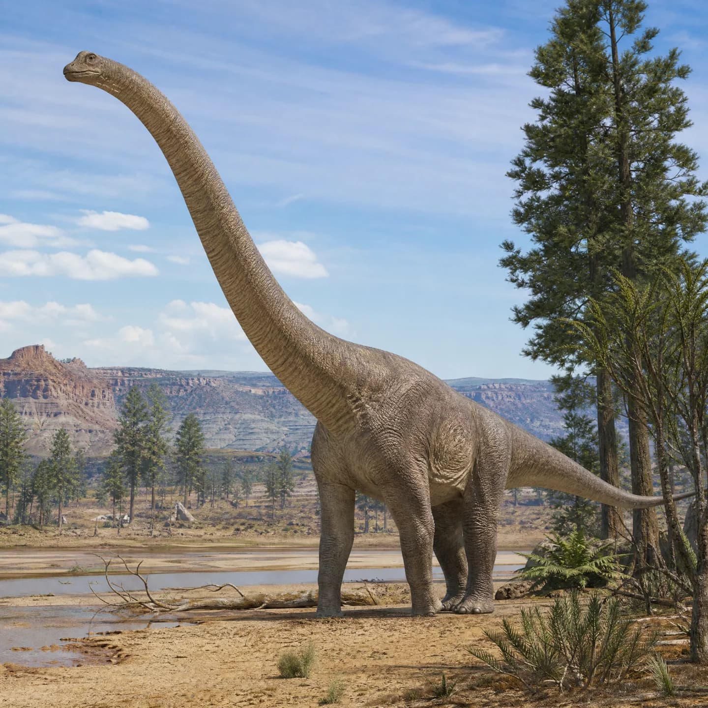 Brachiosaurus 4