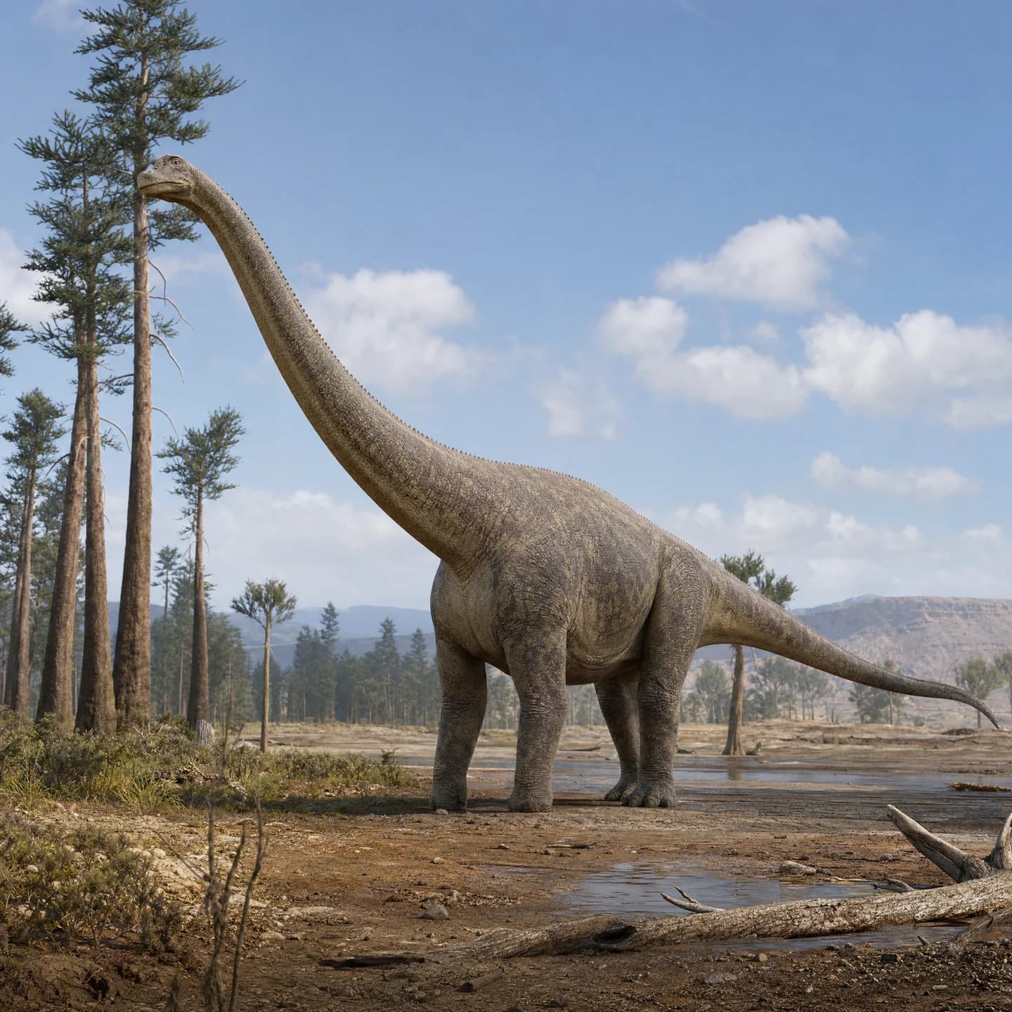 Apatosaurus 4