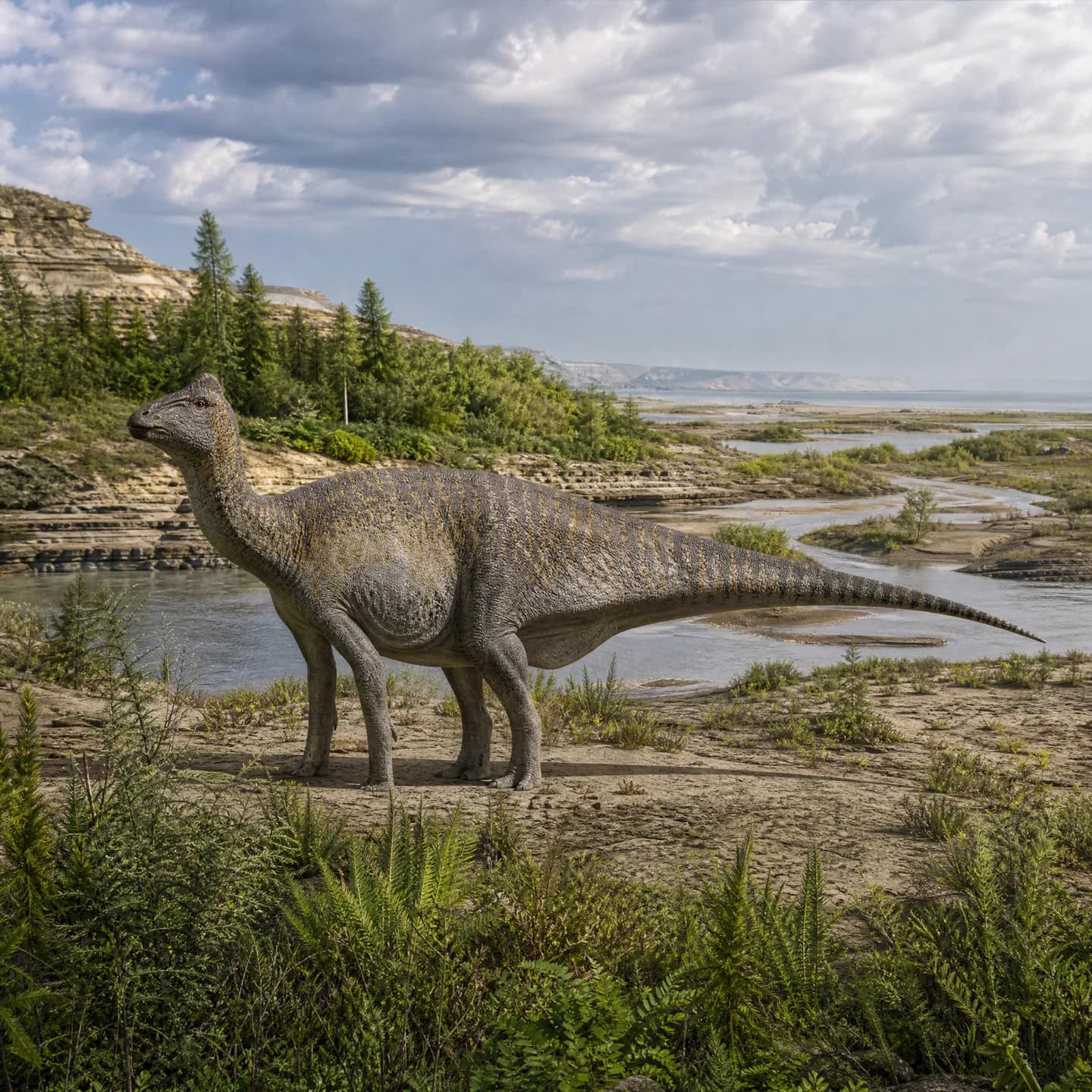 Corythosaurus 4