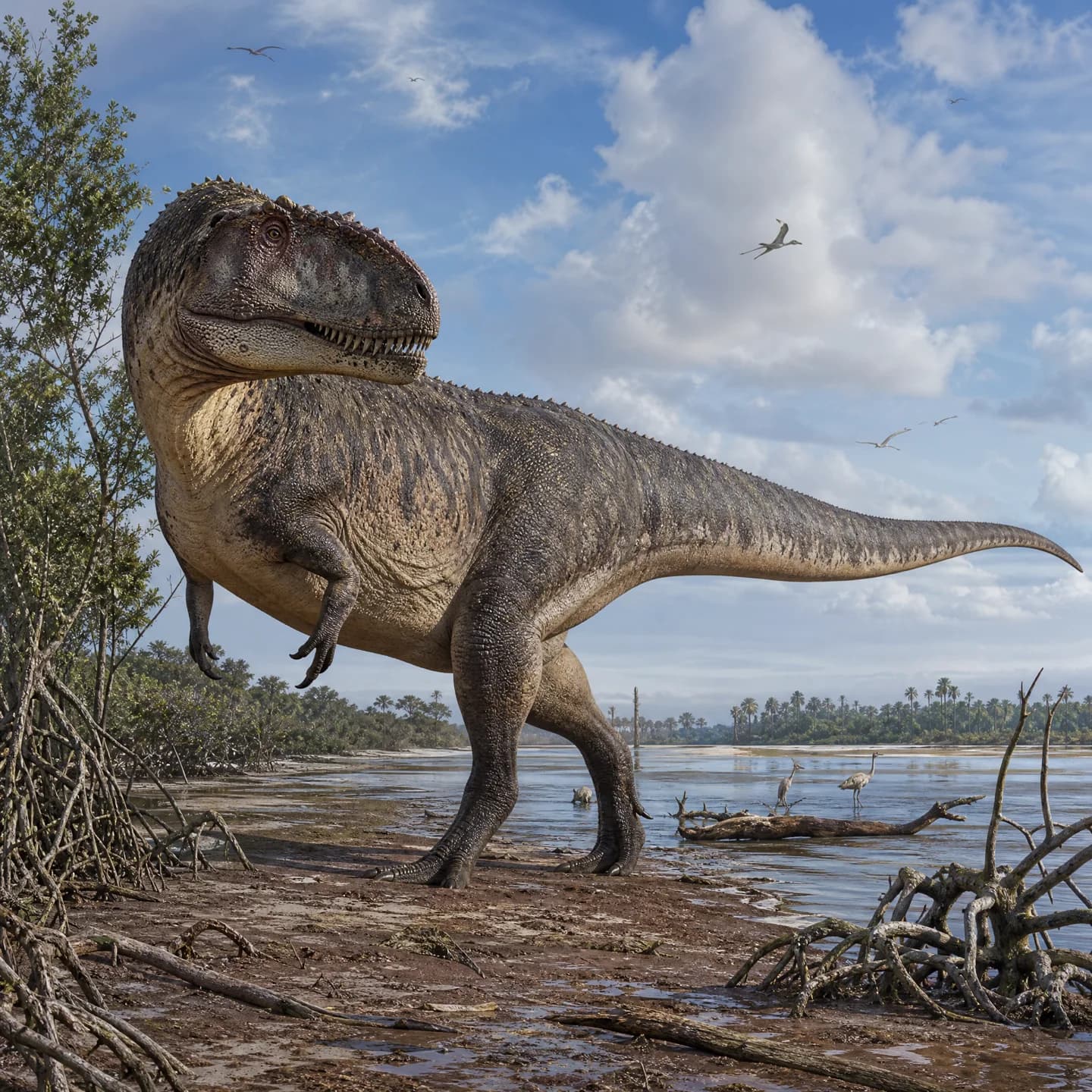 Carcharodontosaurus 4