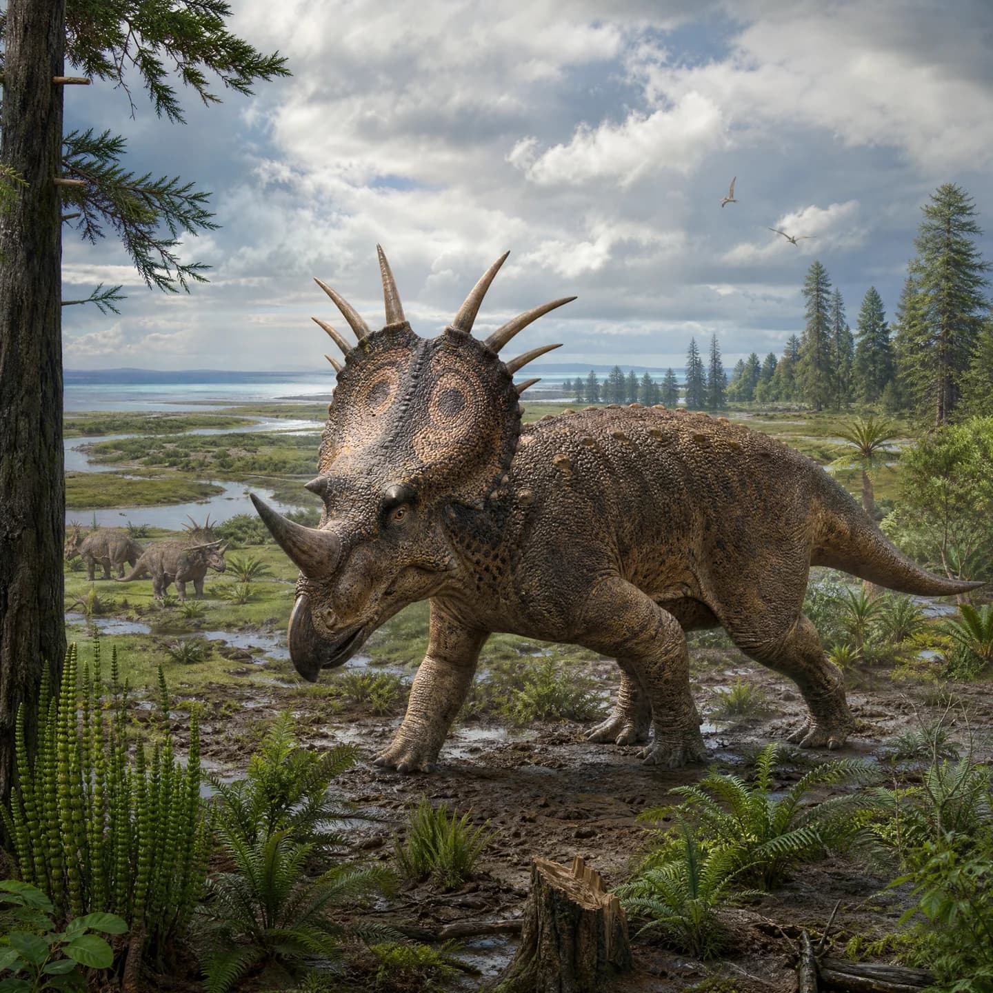 Styracosaurus 5