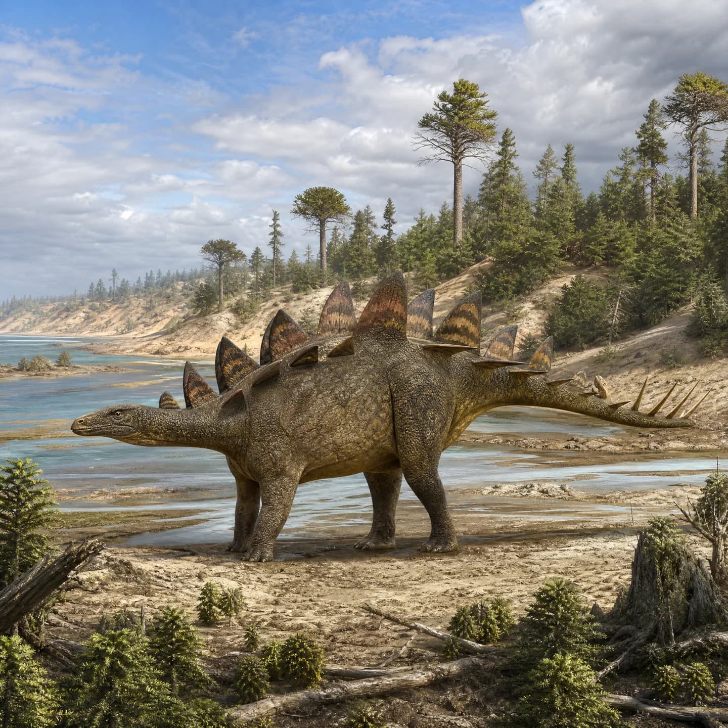 Kentrosaurus 4