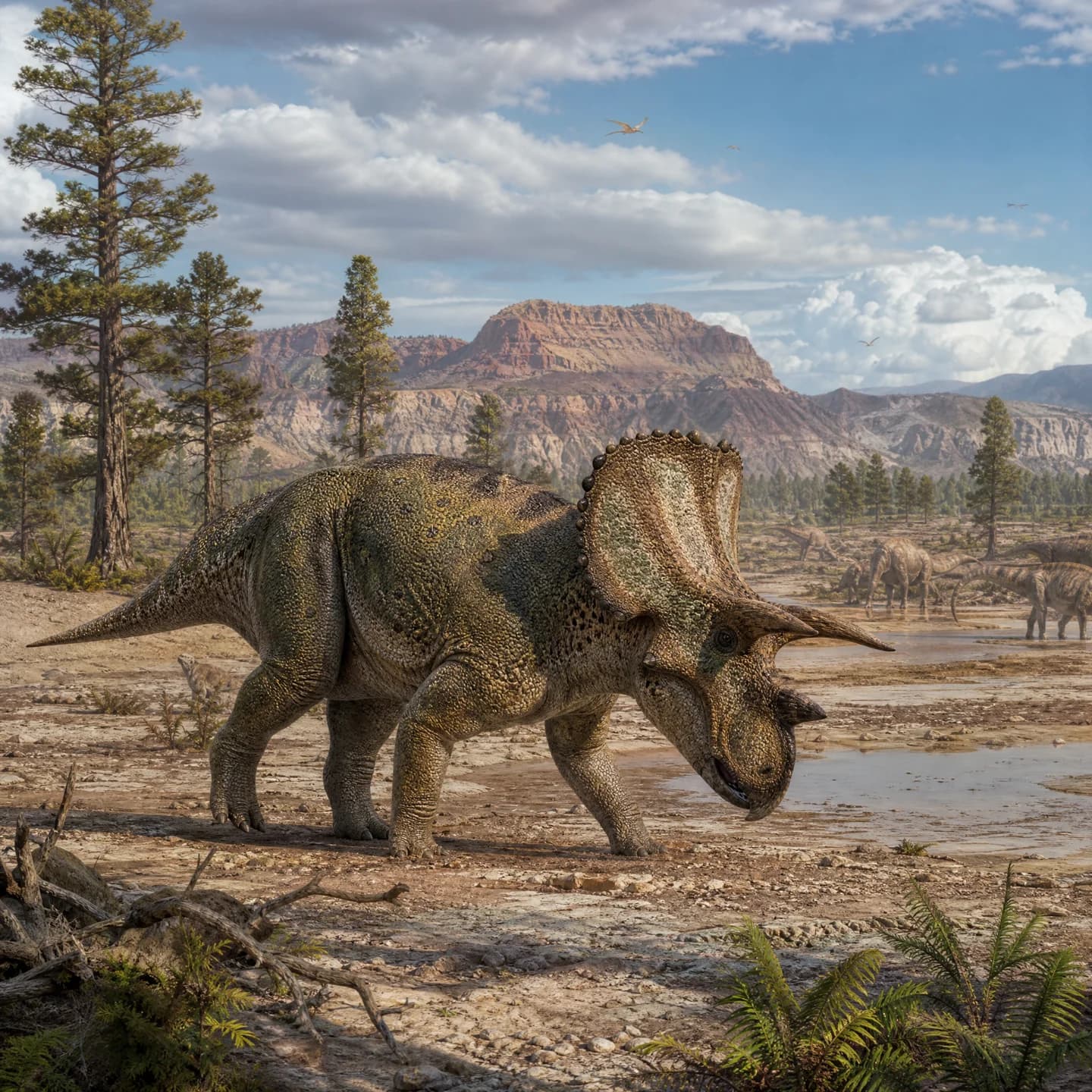 Achelousaurus 5