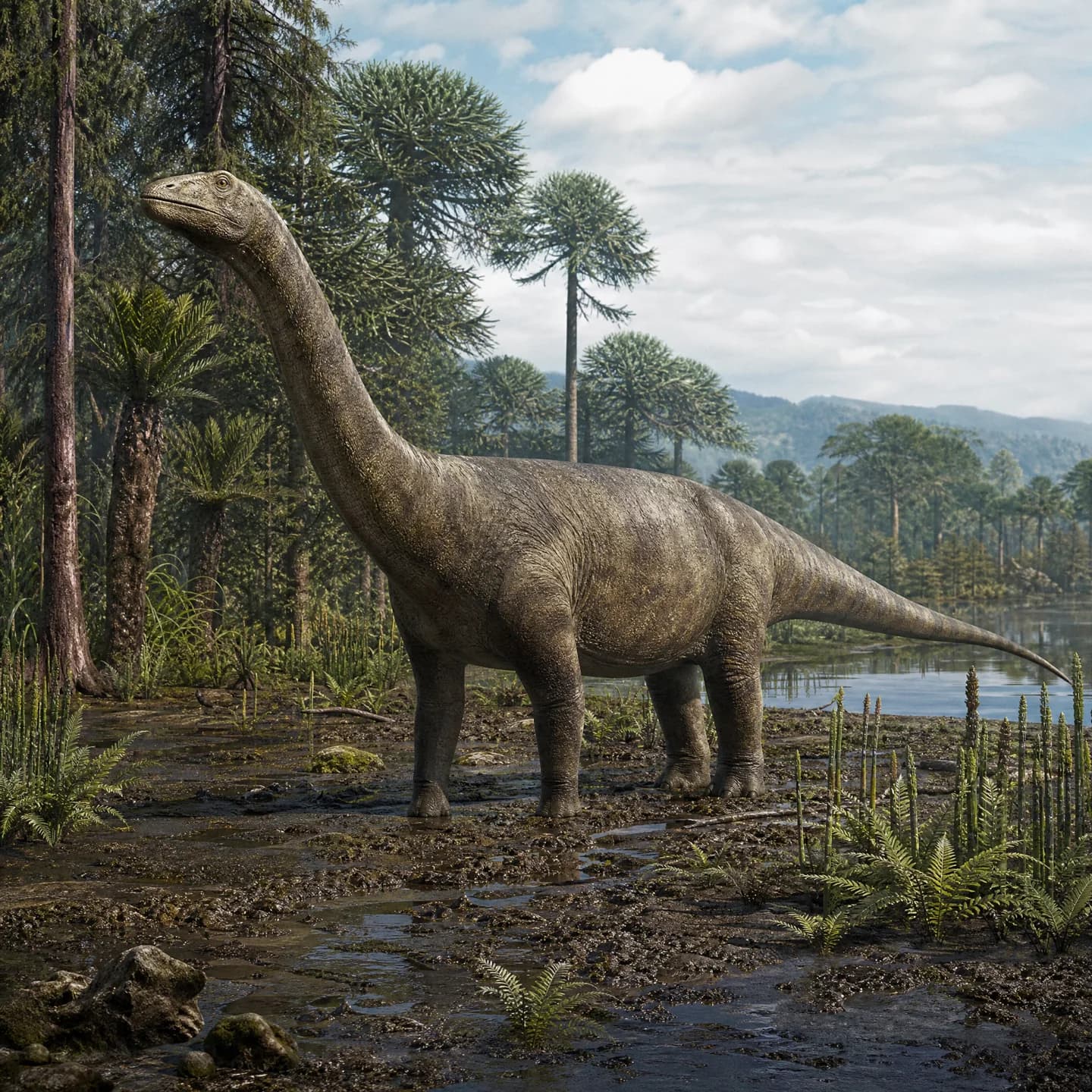 Huayangosaurus 4