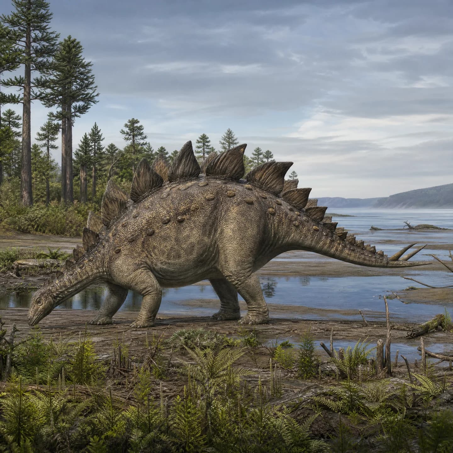 Dacentrurus 2