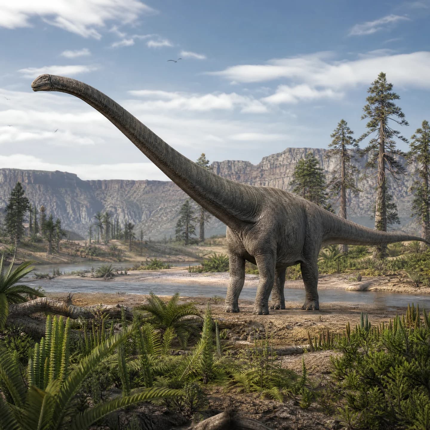 Barosaurus 3