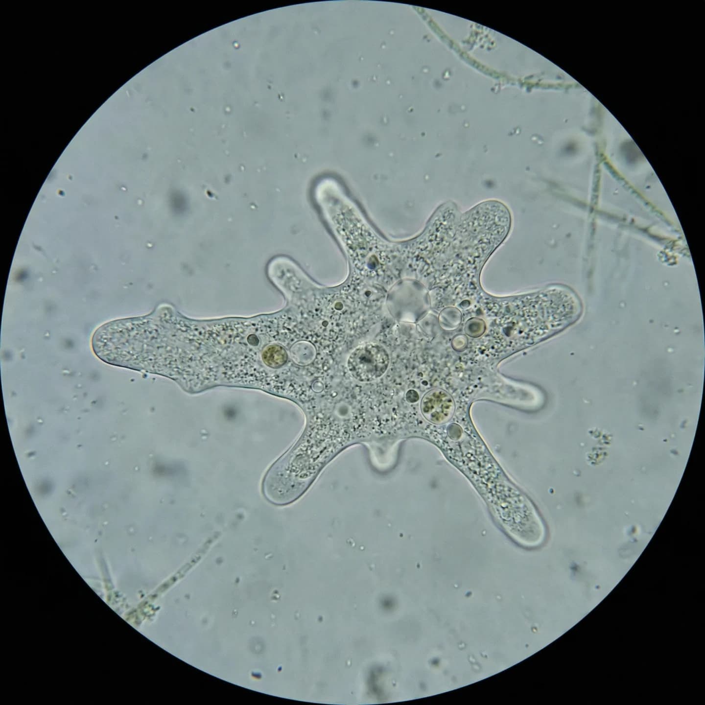 Amoeba (Amoeba proteus)