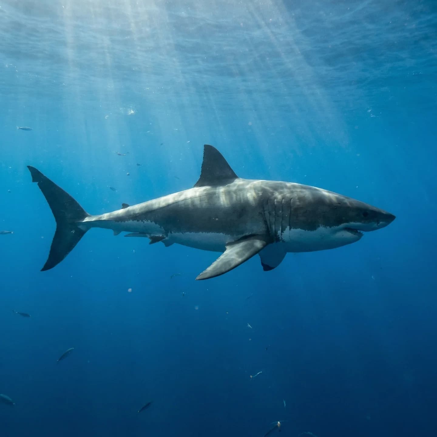 Great White Shark (Carcharodon carcharias)