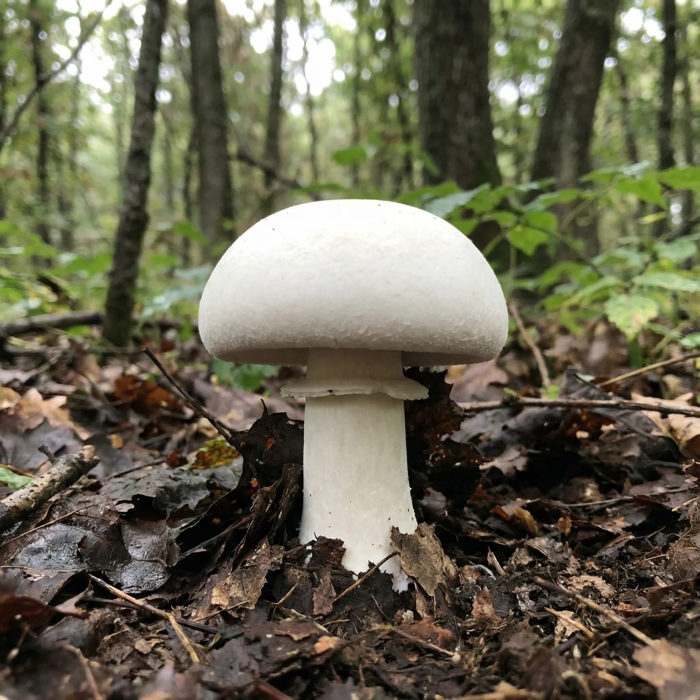 Button Mushroom (Agaricus bisporus)