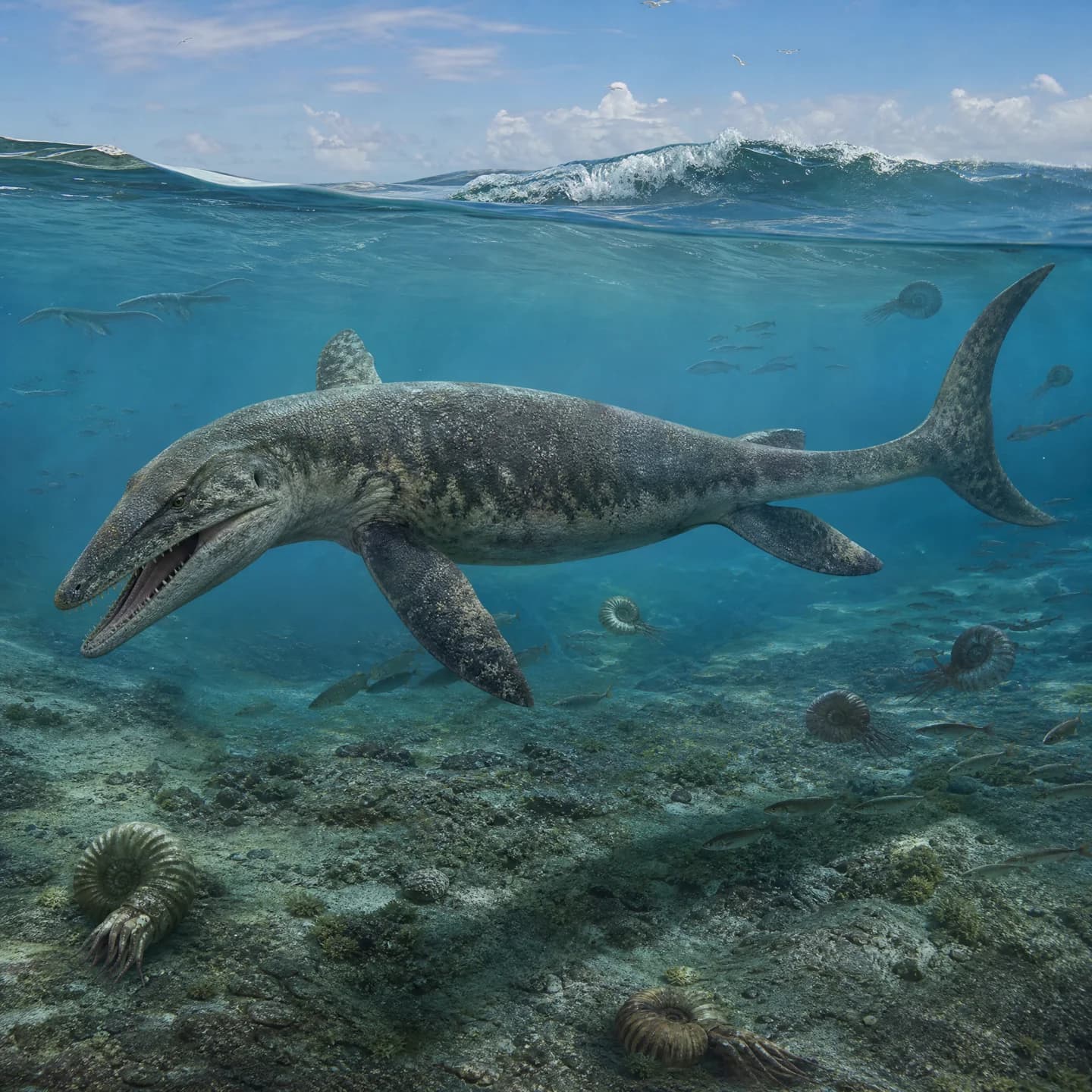 Mosasaurus 5