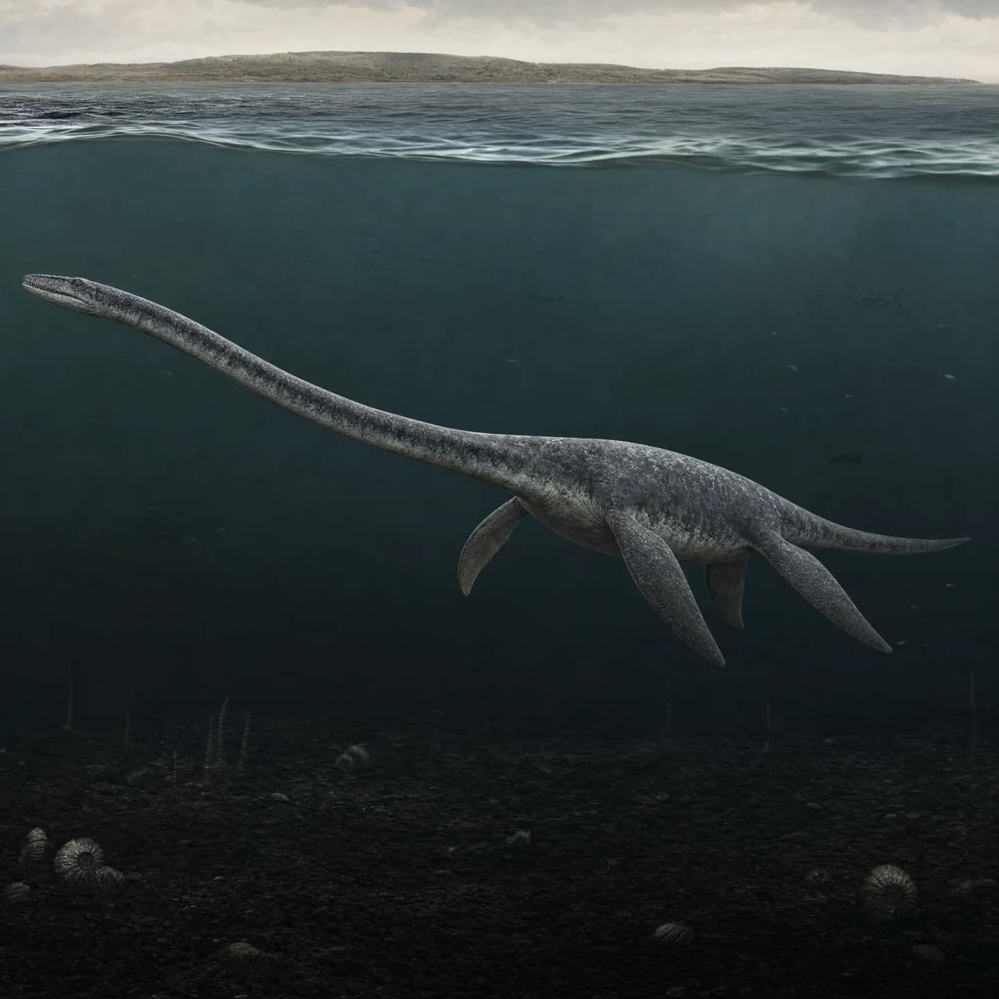 Elasmosaurus 3