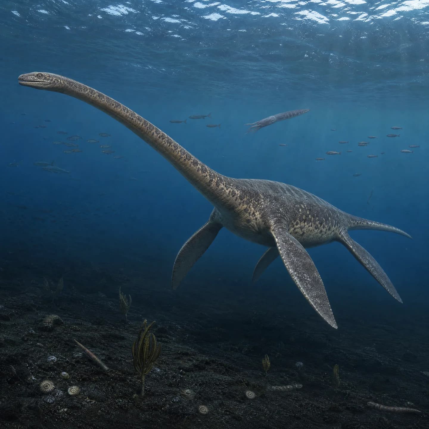 Elasmosaurus 5