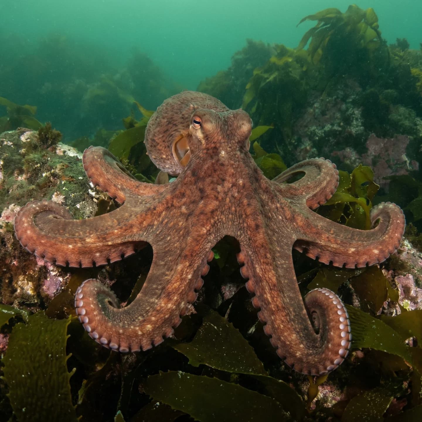 Giant Pacific Octopus (Enteroctopus dofleini)