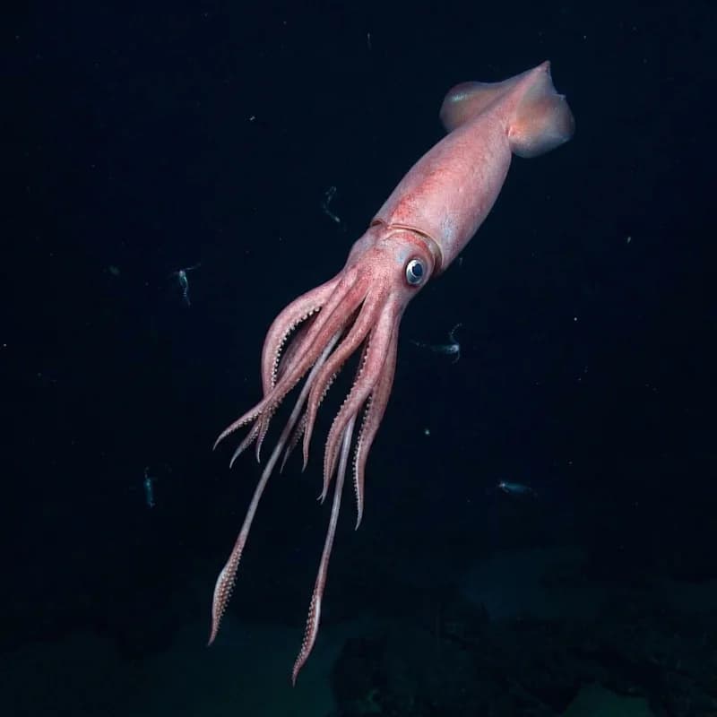 대왕오징어 (Architeuthis dux)