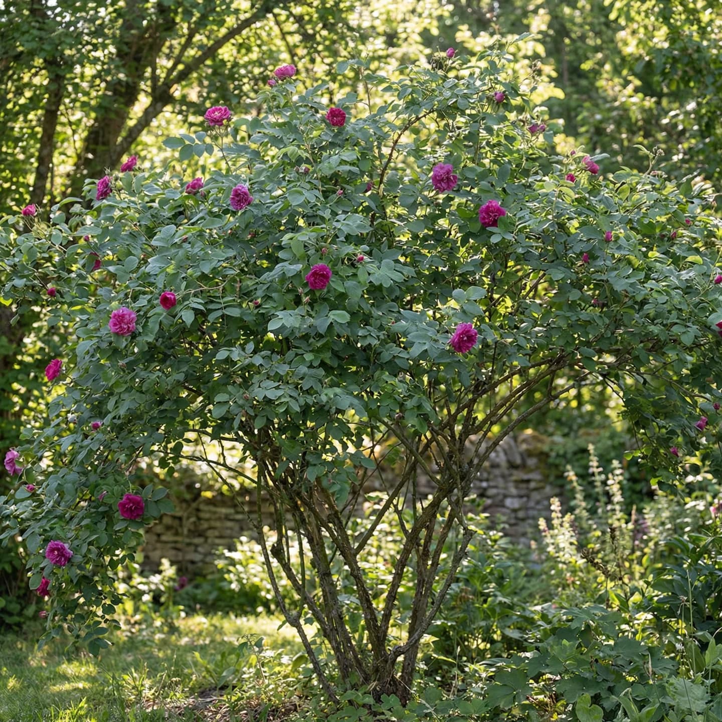 다마스크장미 3