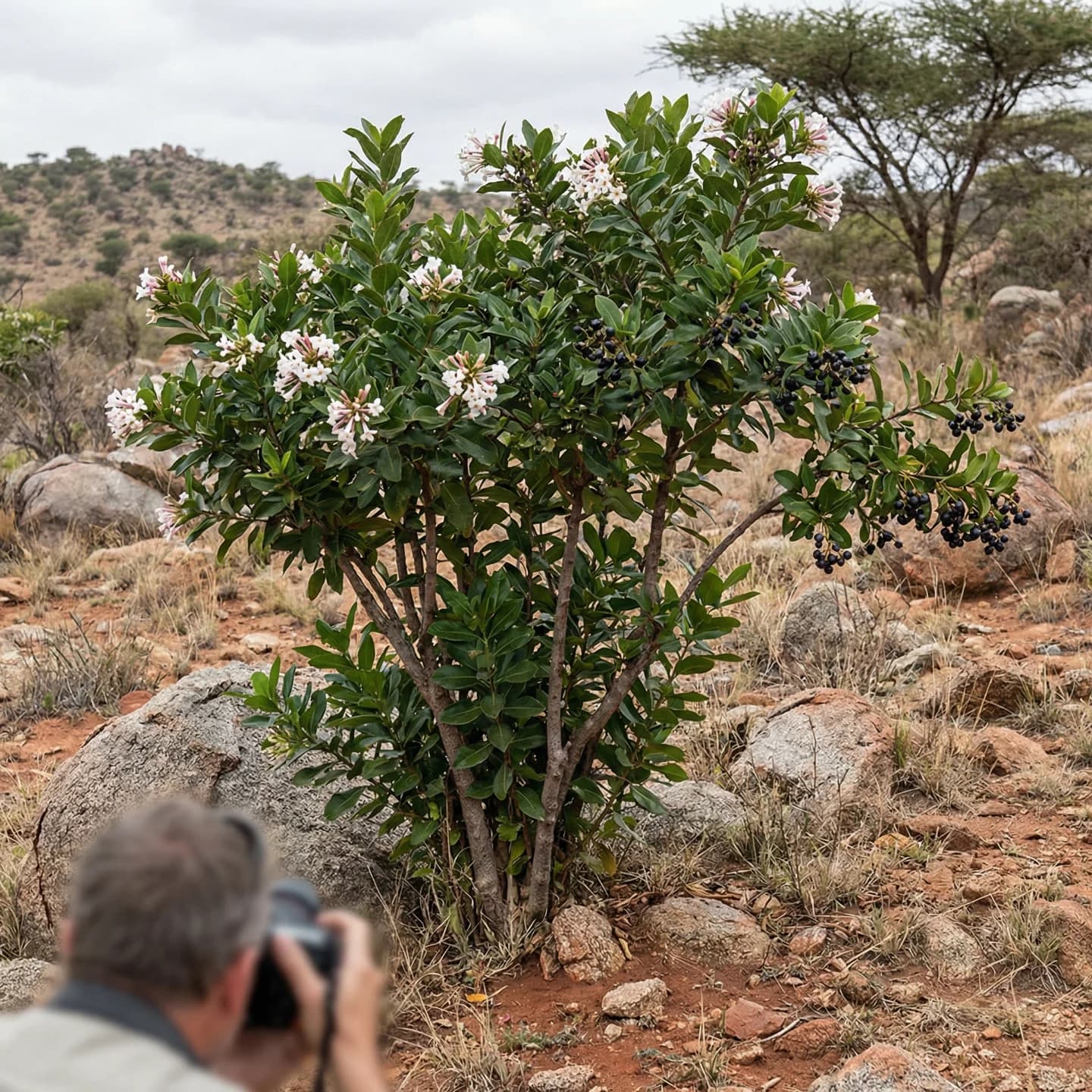 아코칸테라 (Acokanthera schimperi) 복원도