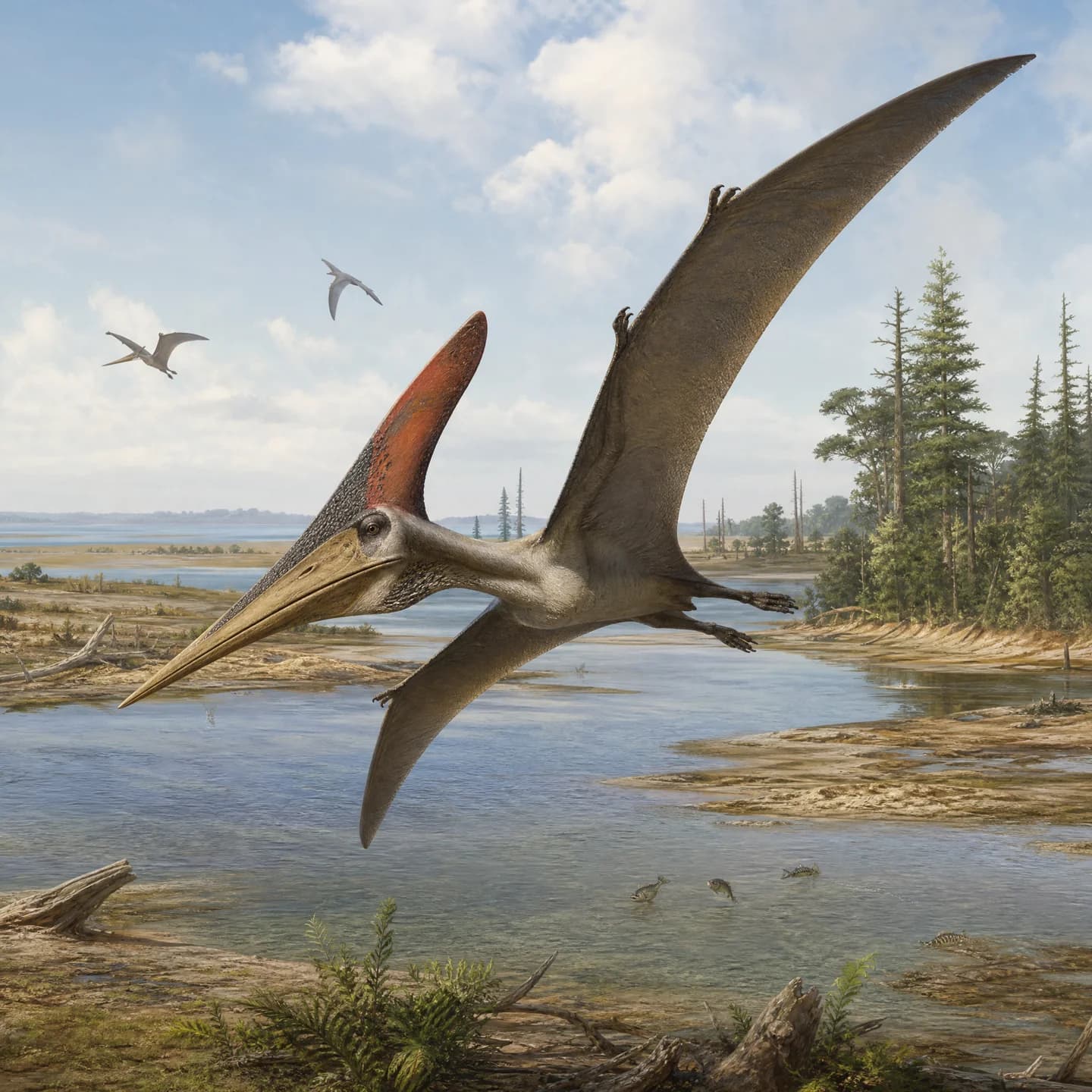 Pteranodon 5