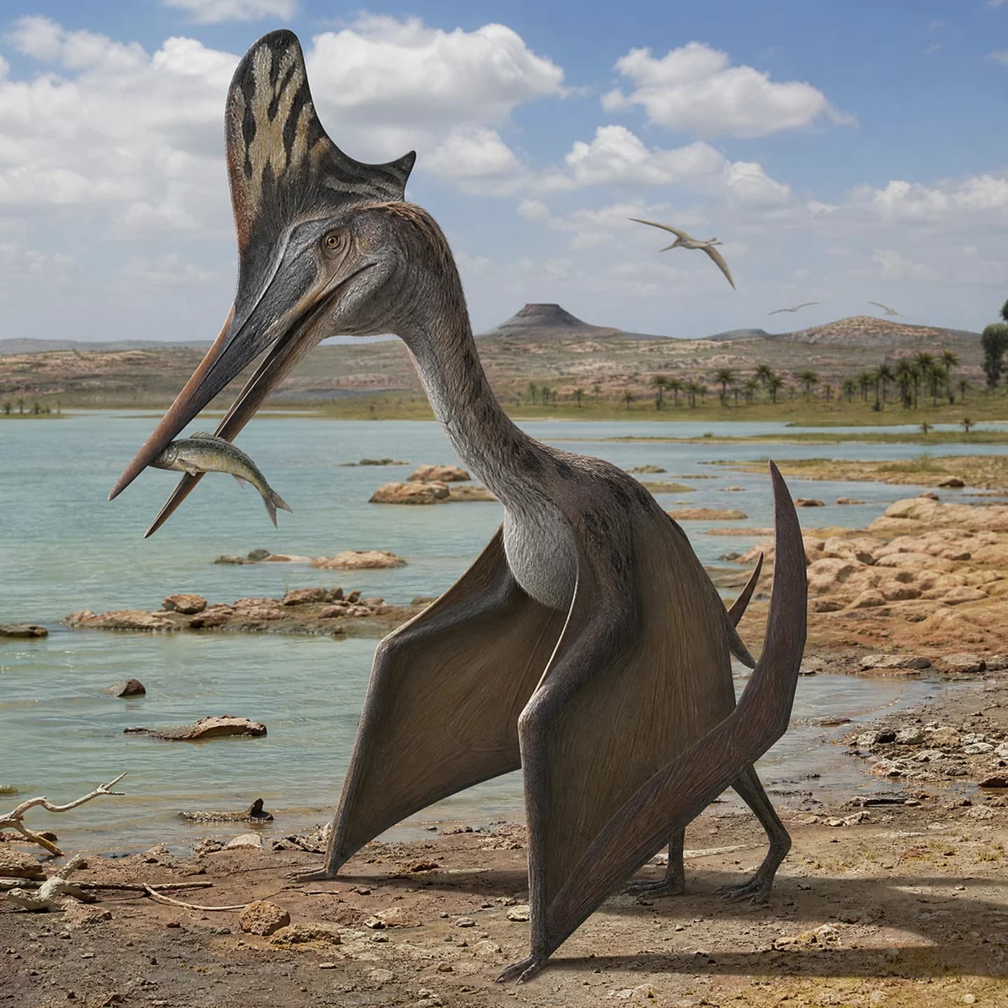 Tropeognathus 5