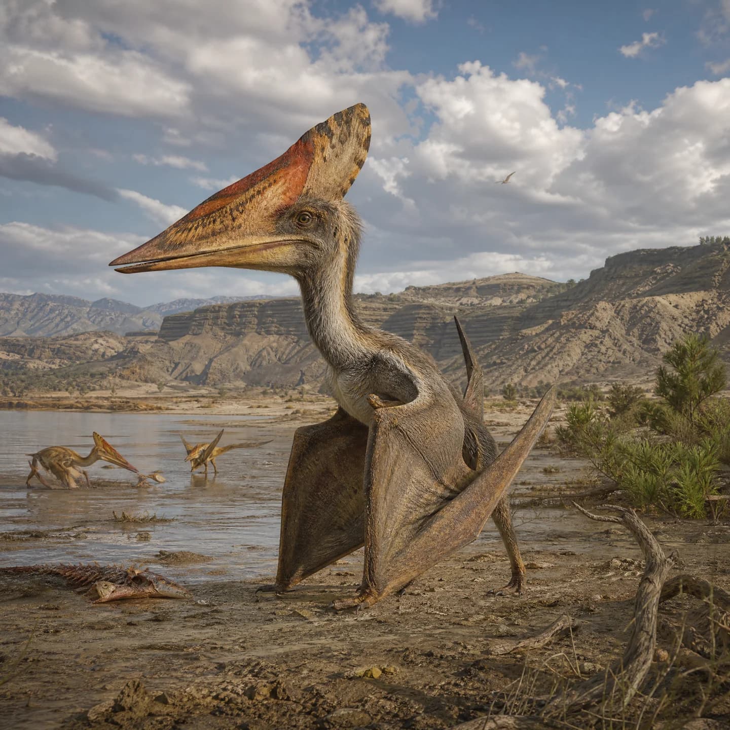 Dsungaripterus 4