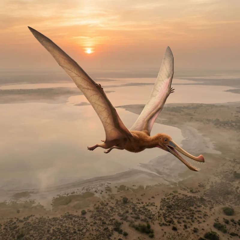 Pterodaustro (Pterodaustro guinazui)