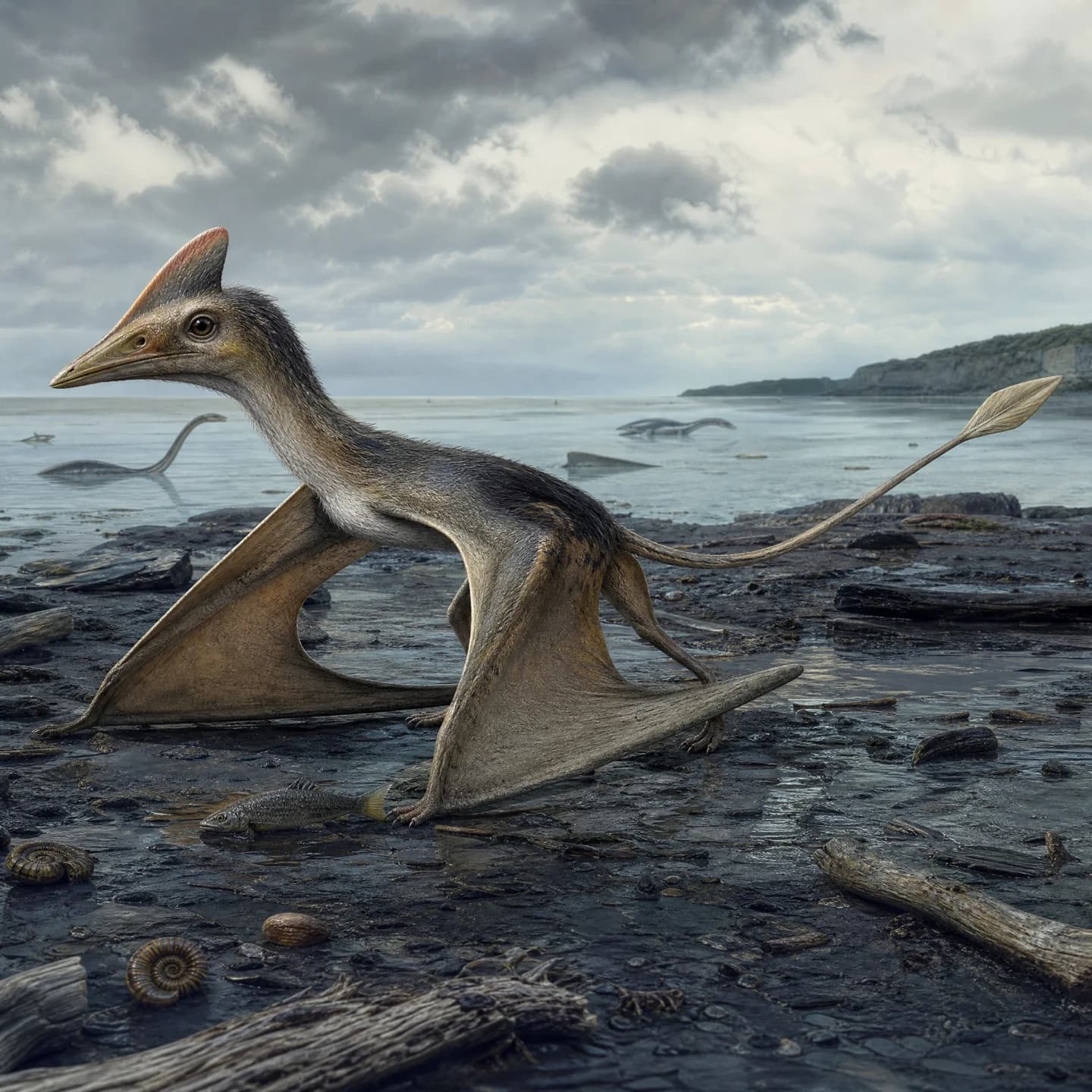 Dorygnathus 3