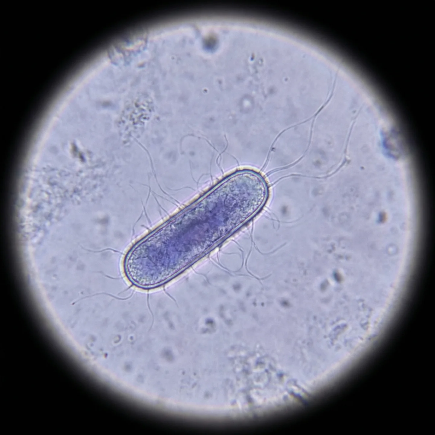 대장균 (Escherichia coli)
