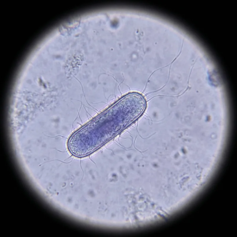 대장균 (Escherichia coli) — 세균 미생물 일러스트 | DinoLifePedia