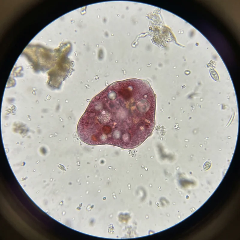 호염성 고세균 (Halophilic archaea (class Halobacteria)) — 고세균 미생물 일러스트 | DinoLifePedia