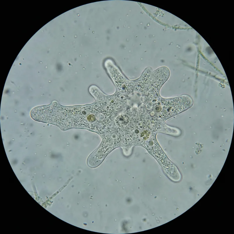 아메바 (Amoeba proteus) — 원생생물 미생물 일러스트 | DinoLifePedia