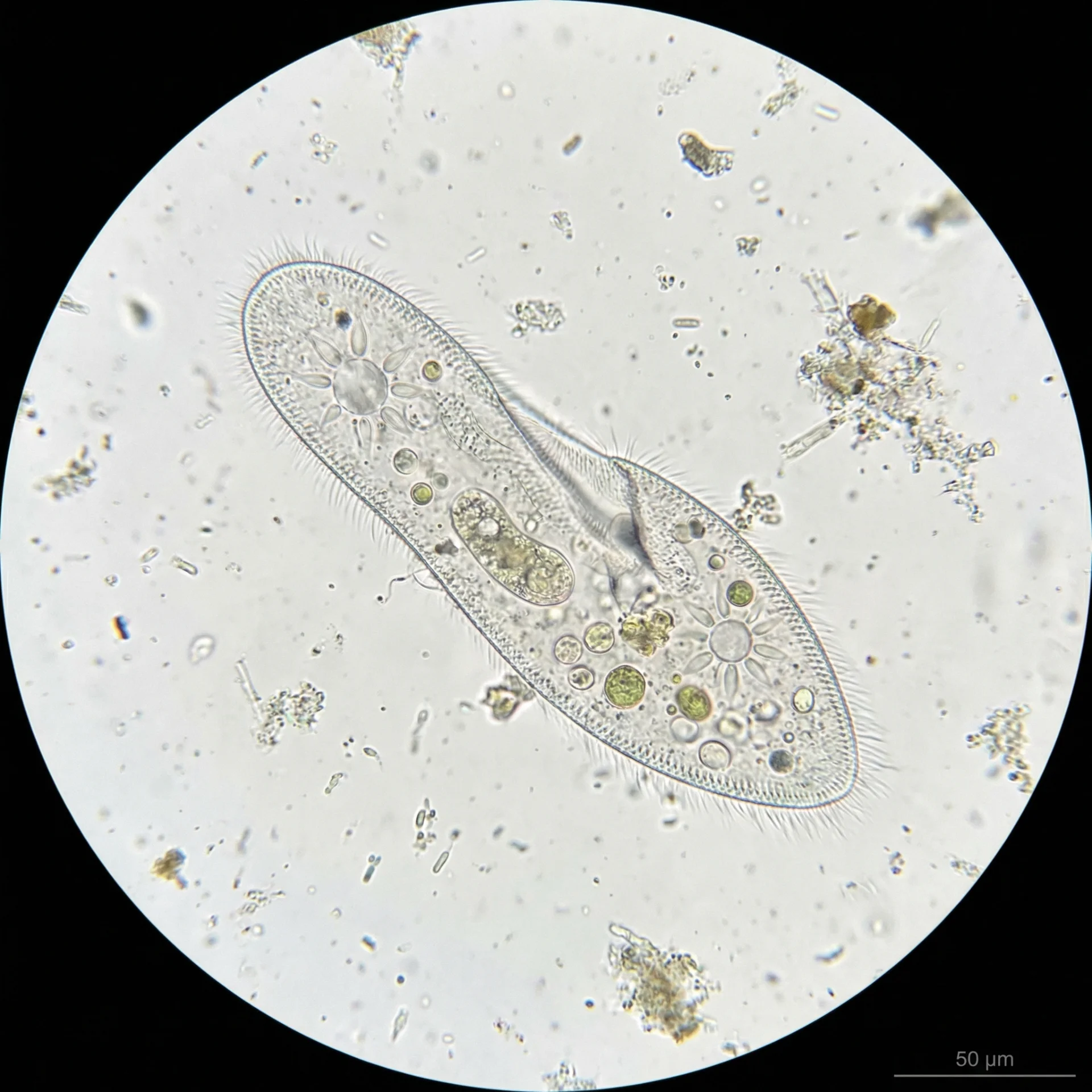 Slipper Animalcule (Paramecium caudatum) — Protists microorganism illustration | DinoLifePedia