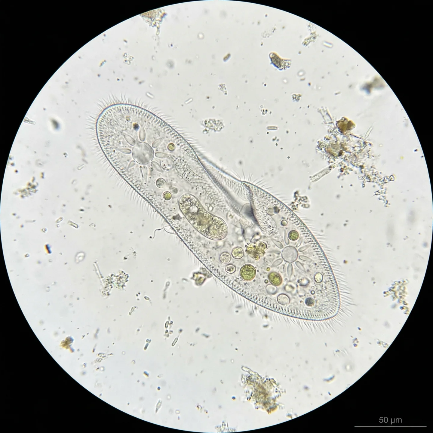 짚신벌레 (Paramecium caudatum)