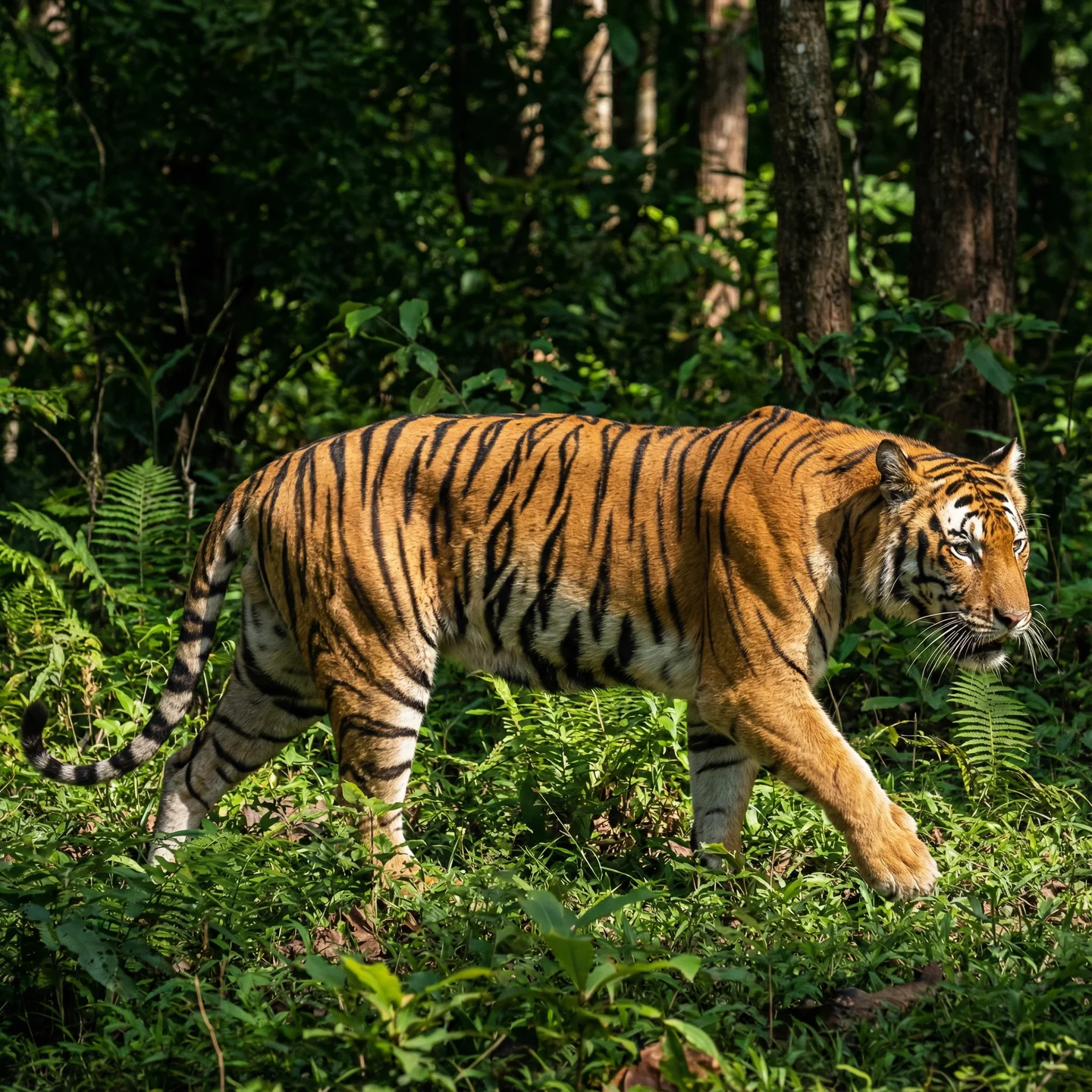 호랑이 (Panthera tigris)