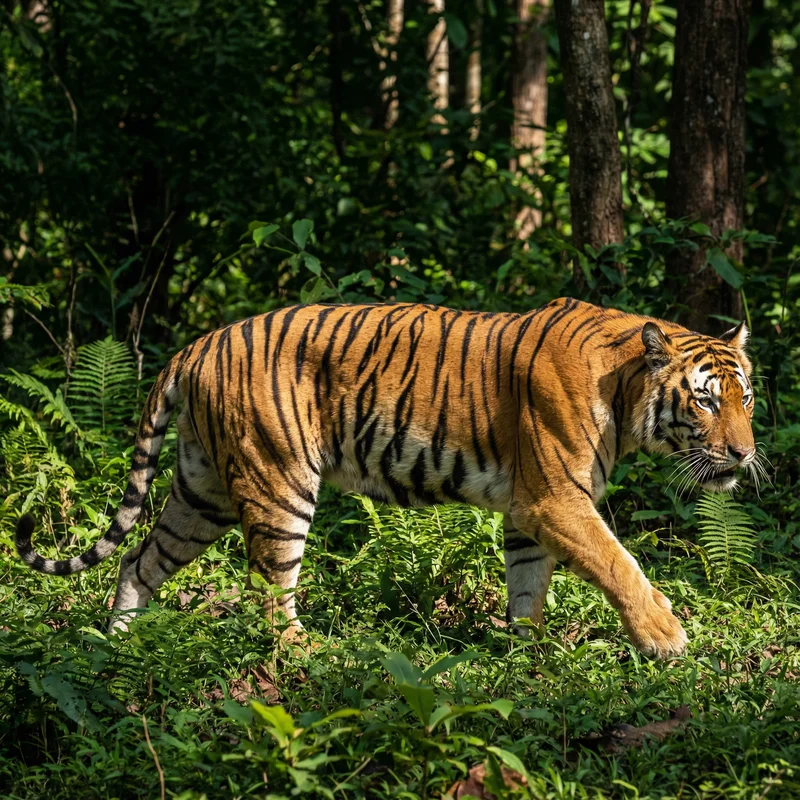 호랑이 (Panthera tigris) — 포유류 현생 생물 일러스트 | DinoLifePedia