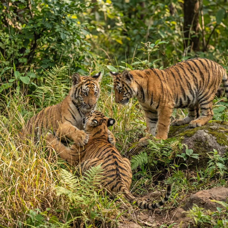 호랑이 (Panthera tigris) — 포유류 현생 생물 일러스트 | DinoLifePedia