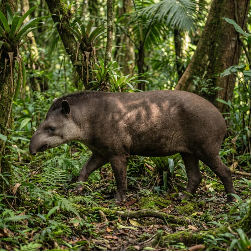 남아메리카타피르 (Tapirus terrestris) — 포유류 현생 생물 일러스트 | DinoLifePedia