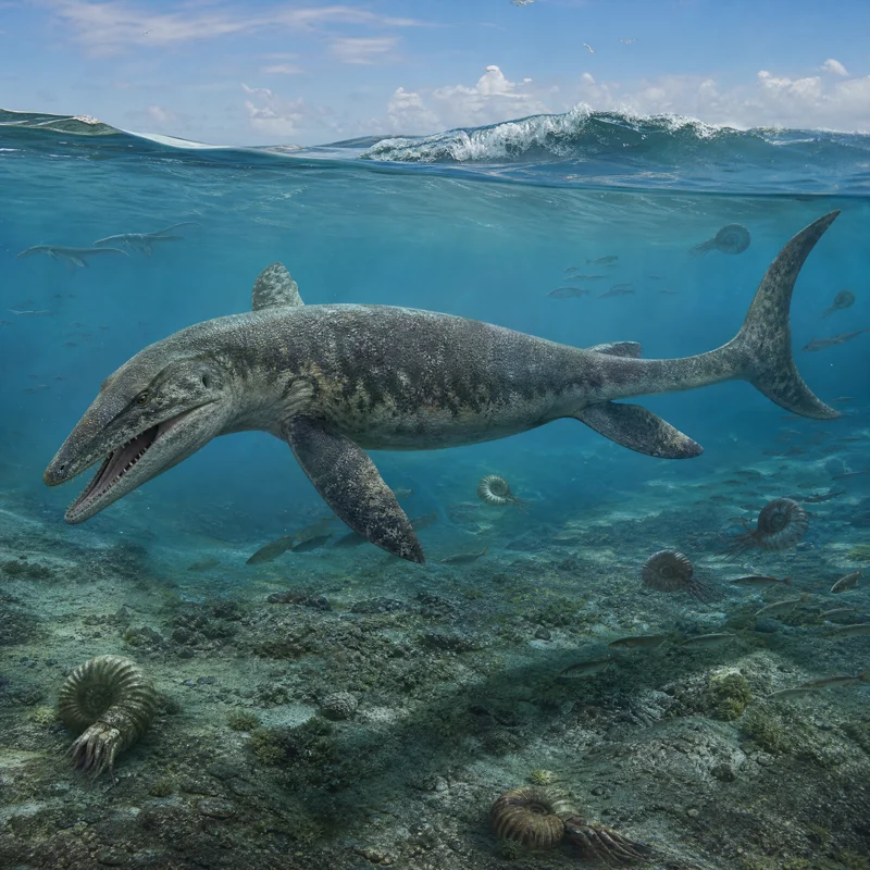 모사사우루스 (Mosasaurus hoffmannii) — 해양 파충류 · 백악기 고생물 일러스트 | DinoLifePedia