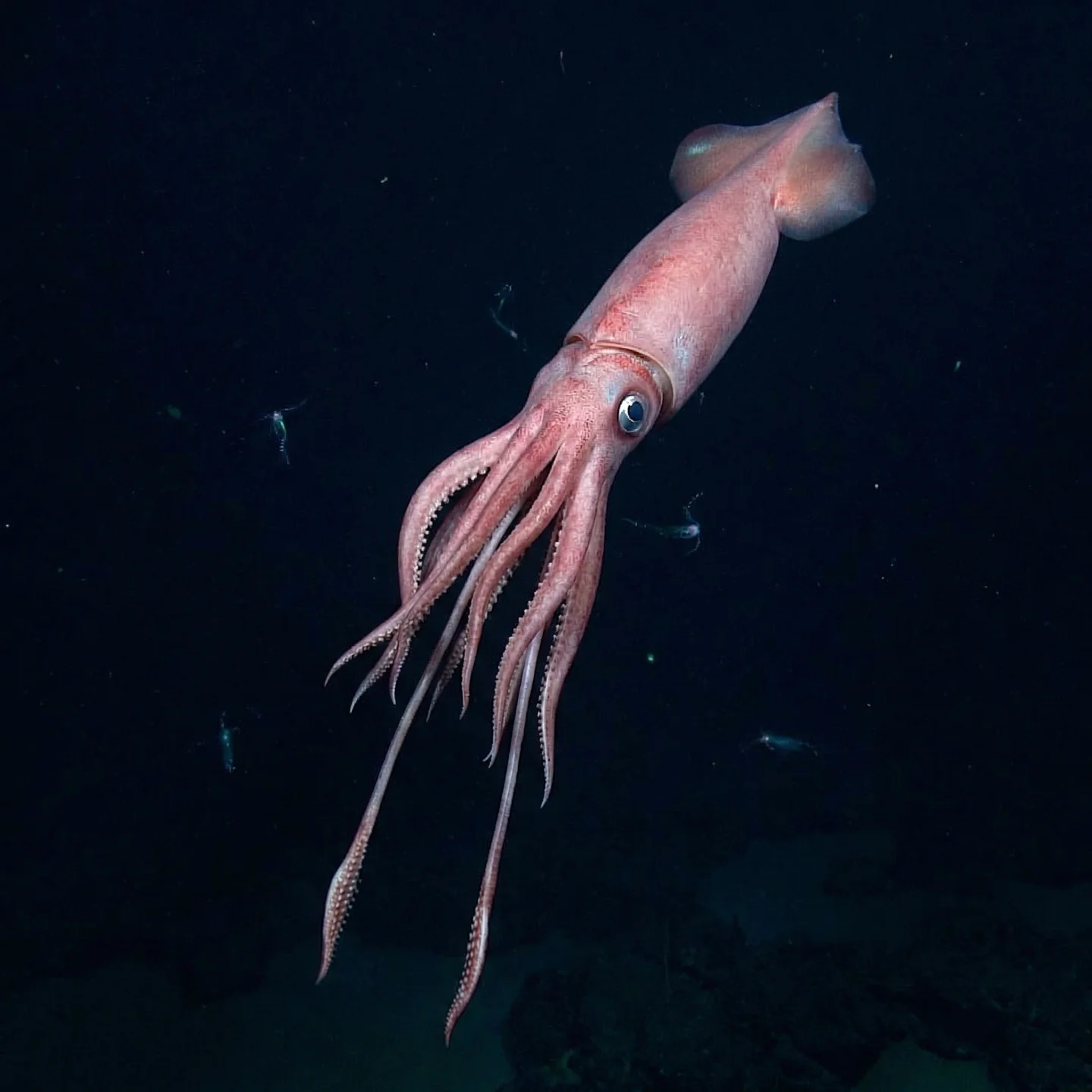 대왕오징어 (Architeuthis dux)