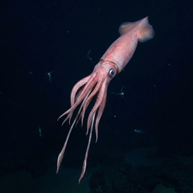 대왕오징어 (Architeuthis dux) — 연체동물 현생 생물 일러스트 | DinoLifePedia