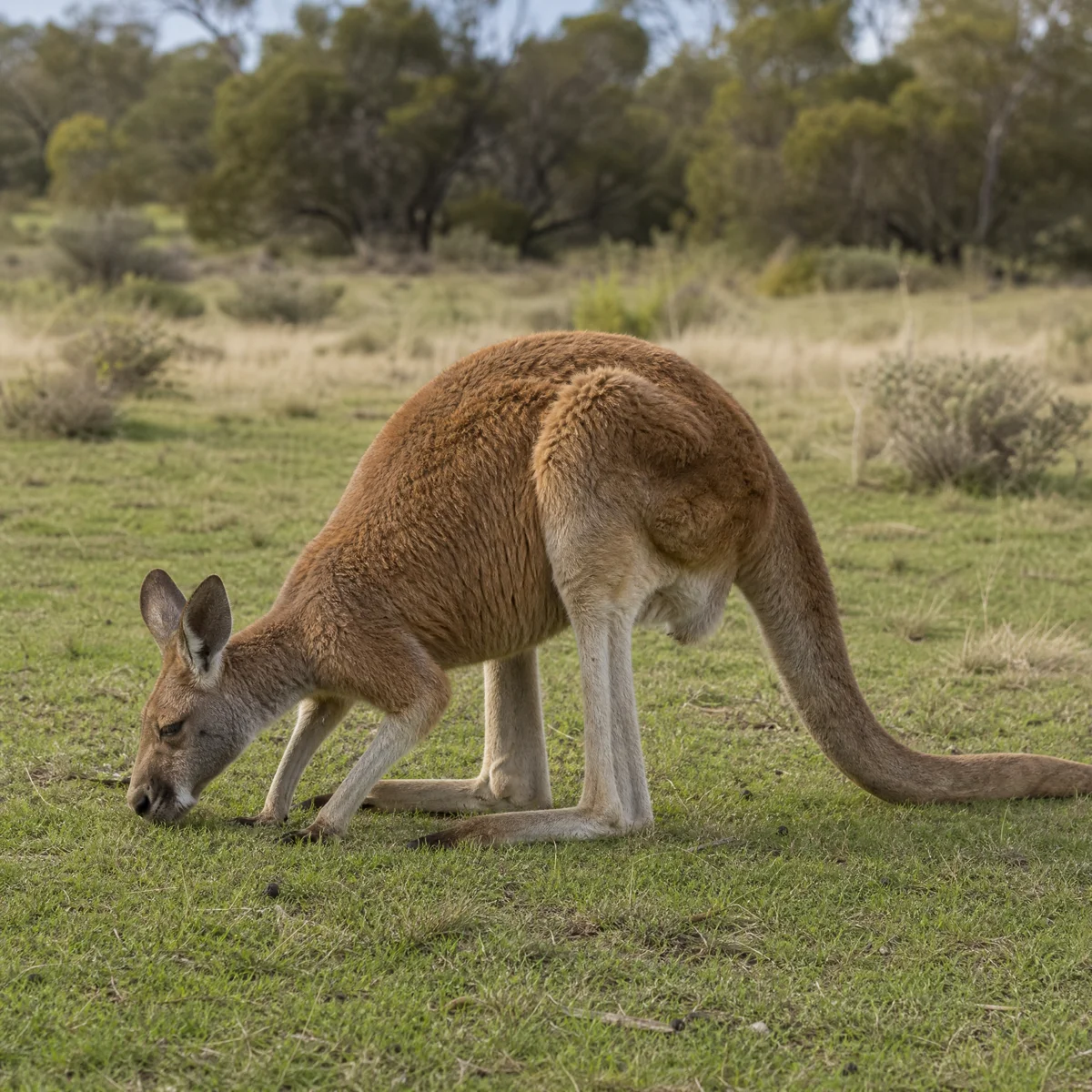 Kangaroo